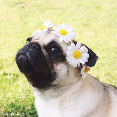 These Dogs Rock Flower Crowns Way Better Than You