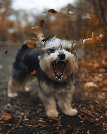 Dog barking at leaves