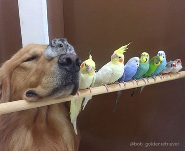 Dog, hamster, and birds