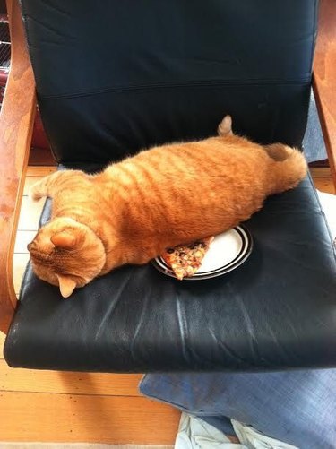 Cat laying on piece of pizza