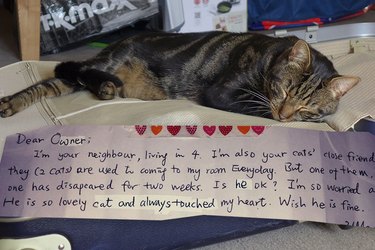 Cat’s Double Life Revealed By Mysterious Note Attached To Collar