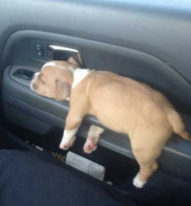 The 35 Sleepiest Puppies To Ever Take A Nap In 2017
