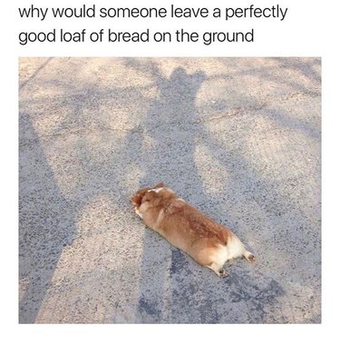 Corgi stretched out on the ground. Caption: why would someone leave a perfectly good loaf of bread on the ground
