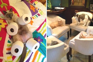 weird things your pets do when you aren't home
