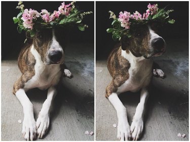 These Dogs Rock Flower Crowns Way Better Than You