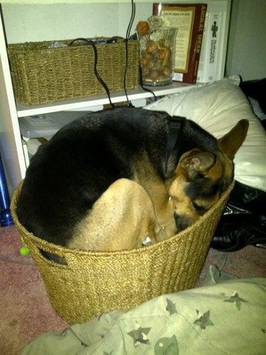 German shepherd dog sleeping all curled up in a basket.