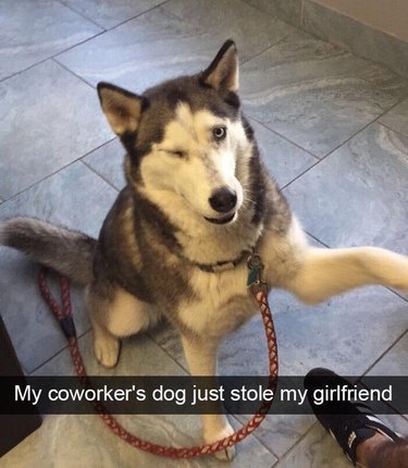 Siberian Husky winking and shaking paws. Caption: My coworker's dog just stole my girlfriend