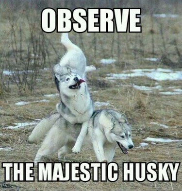 Husky trips over running Husky. Caption: Observe the majestic Husky
