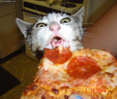 Cat eating pizza