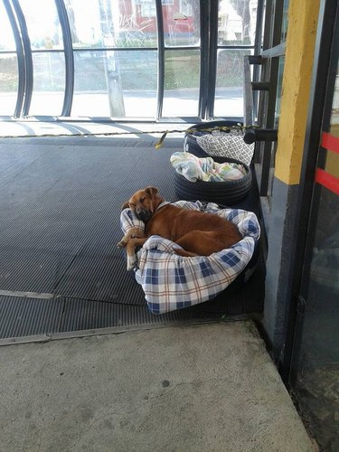 Bus station in Brazil repurposes old tires as beds for stray dogs