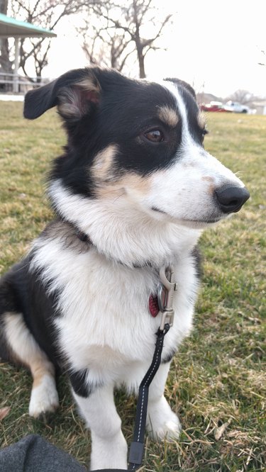 These 26 Corgi Mixes Prove The Best Things In Life Come In Small Packages