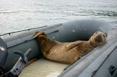 Elephant seal lounging in a boat.