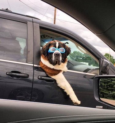 Dog with sunglasses leaning out passenger's side window.