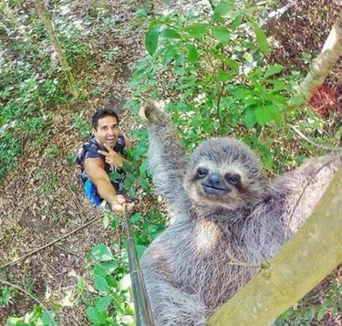 13 Sloths You Won't Believe Existed
