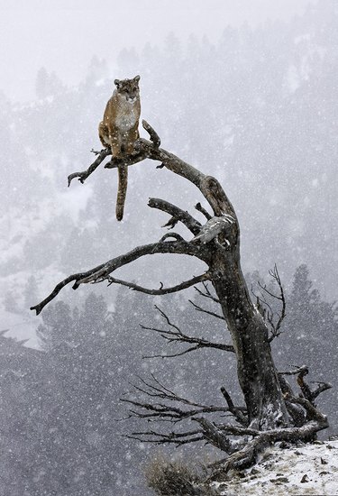 Cougar sitting in a very tall tree.