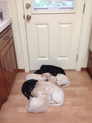 Puppies sleeping in front of door.
