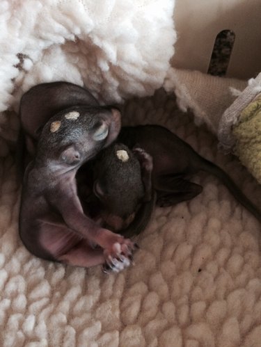 Baby squirrel in blanket