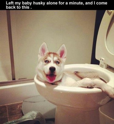 Husky puppy lounging in toilet bowl.