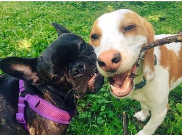 Two dogs sharing a stick