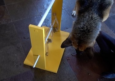 German shepherd solving DIY dog puzzle feeder.