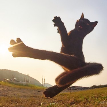 Ninja cats practicing martial arts is a now a thing