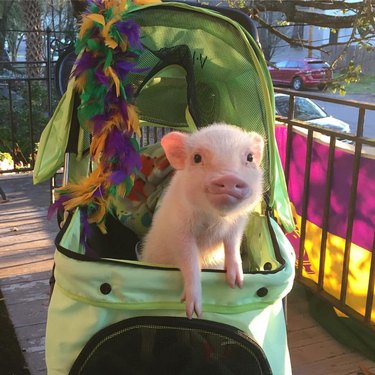Pig in stroller