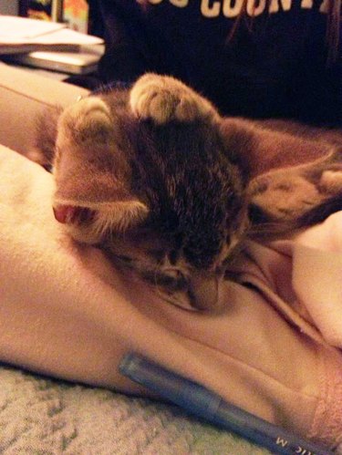 Tabby kitten sleeping with their paws on top of their head.