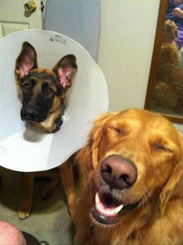 Sad dog wearing E-collar next to happy collar-less dog