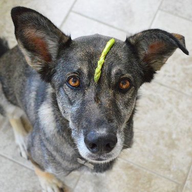 Dog in kitchen with asparagus on its head