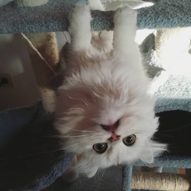 17 cats that are basically just furry house monkeys