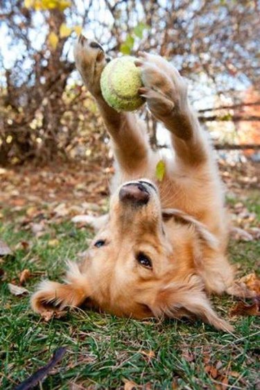 Dog on its back holding tennis ball aloft between paws.