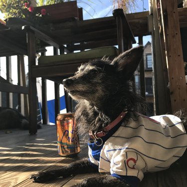 Dog wearing a shirt with a can of La Croix