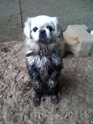 Muddy Pekingese