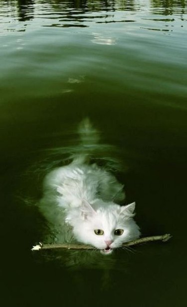 Cat swimming with stick in its mouth.