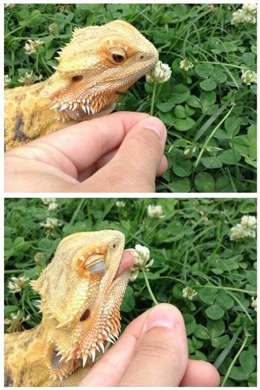 A bearded dragon smells a flower, and then licks it.