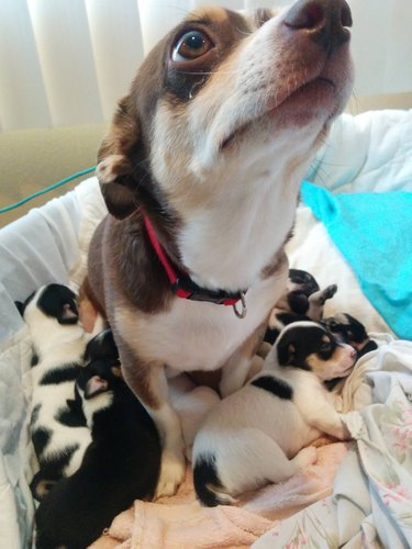 23 Photos Of Tired Animal Moms To Share With Your Mother