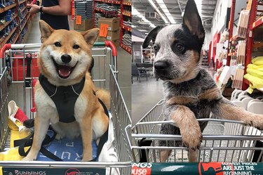 dogs in shopping carts at stores