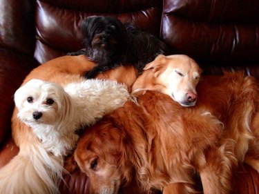 Dogs piled on couch.
