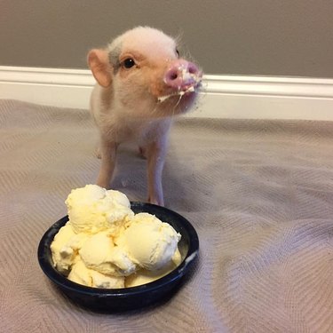 Pig eating ice cream