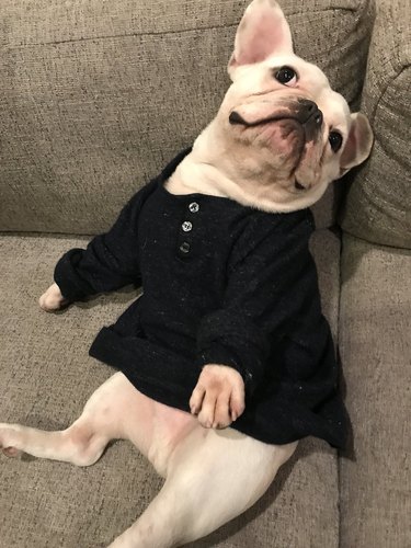 Dog gifted with man's treasured wool shirt for the most relatable reason