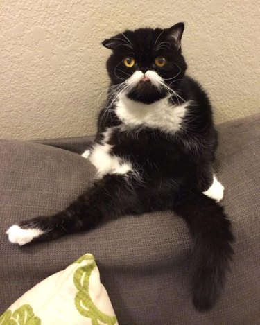 wilford brimley mustache cat