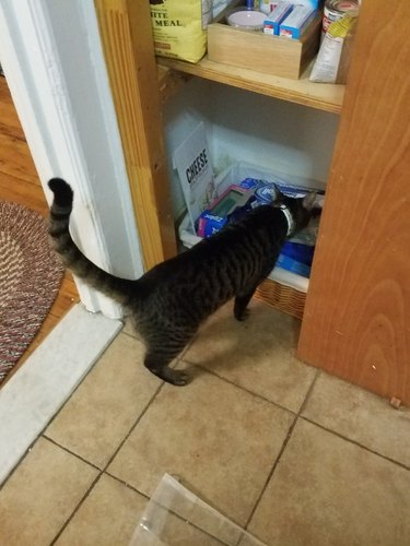 cat burglar in closet