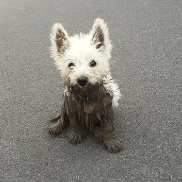 Fluffy white dog partially covered in mud.