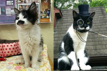 cats with awesome mustaches