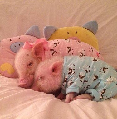 pigs in pajamas