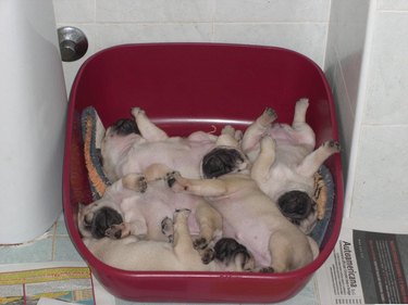 Five pug puppies sleeping in a plastic container.