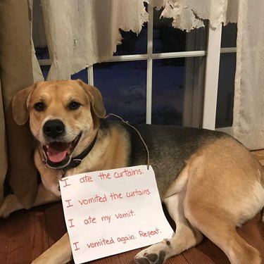 29 Greatest Dog Shamings Of All Time