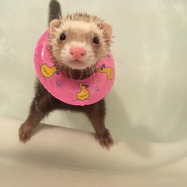 Ferret in a bathtub wearing a miniature inner tube.