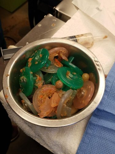 This Dog is Okay After Swallowing 21 Pacifiers
