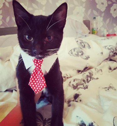 Cat wearing tie